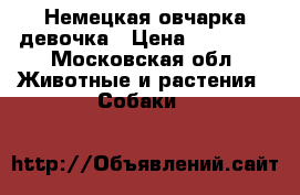 Немецкая овчарка девочка › Цена ­ 10 000 - Московская обл. Животные и растения » Собаки   